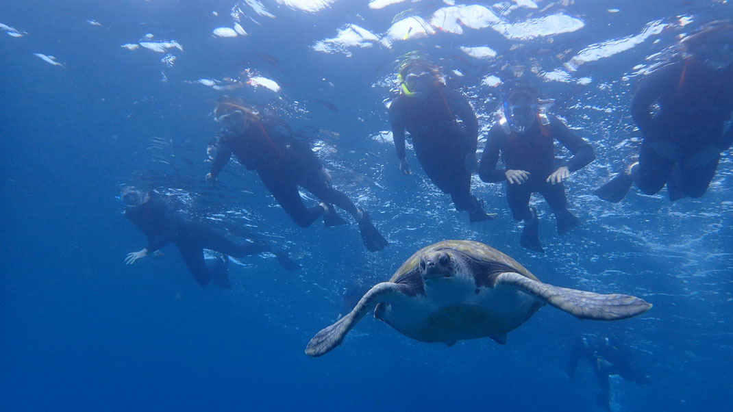 Snorkel with a marine biologist