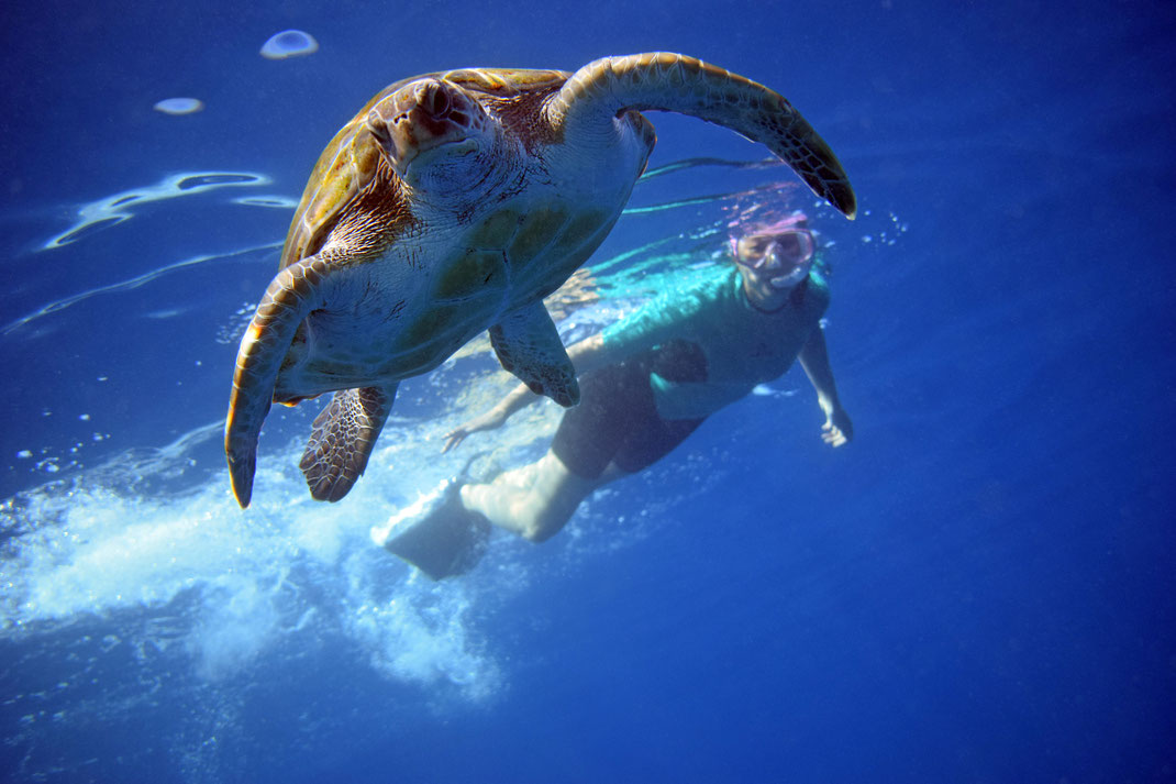 Life in the Atlantic